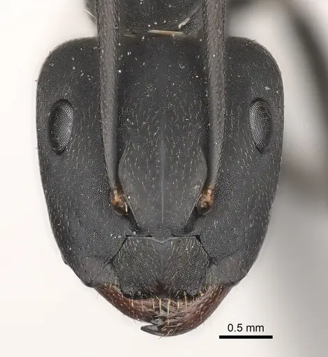 Camponotus spinolae specimen