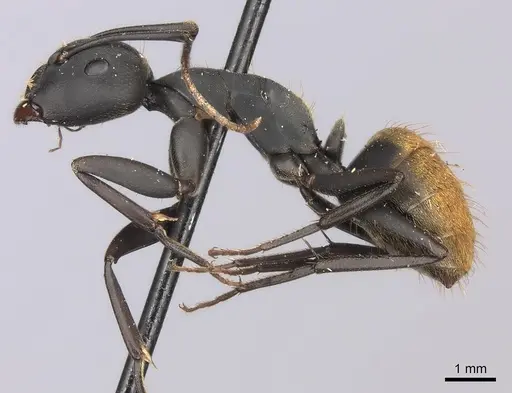 Camponotus spinolae specimen