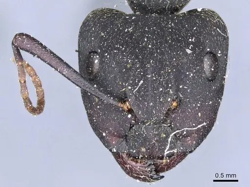 Camponotus spinolae - CASENT0905203