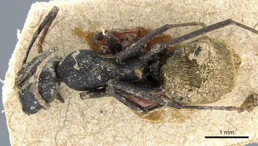 Camponotus spinolae - CASENT0905204