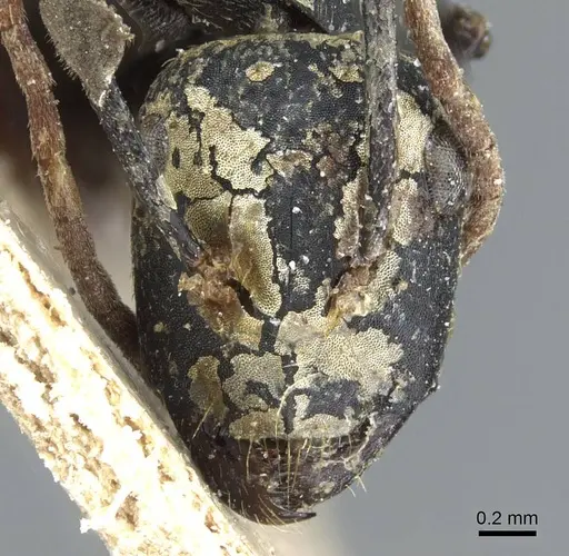 Camponotus spinolae - CASENT0905204