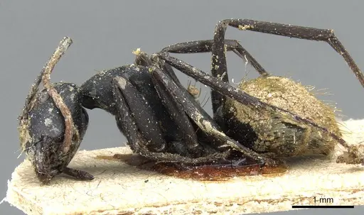 Camponotus spinolae - CASENT0905204