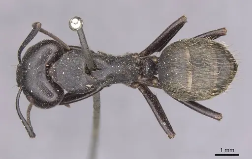 Camponotus spinolae - CASENT0913699