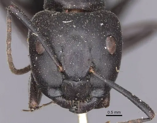 Camponotus spinolae - CASENT0913699