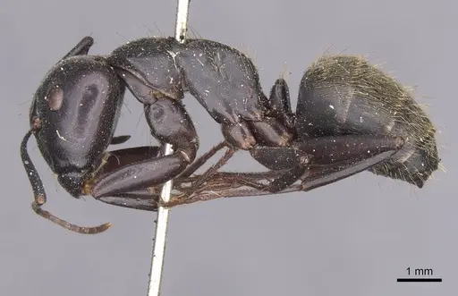 Camponotus spinolae - CASENT0913699
