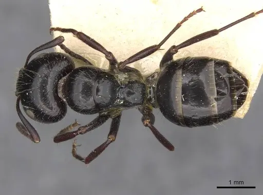 Camponotus spissinodis specimen