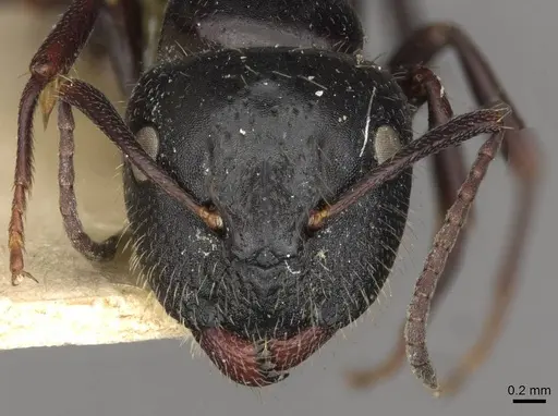 Camponotus spissinodis specimen