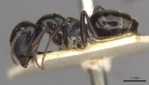 Camponotus spissinodis specimen