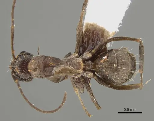 Camponotus sponsorum specimen