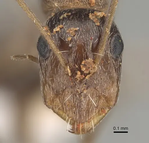 Camponotus sponsorum specimen