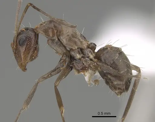 Camponotus sponsorum specimen