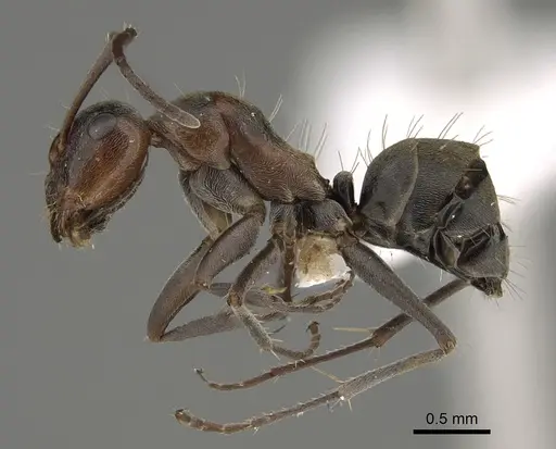 Camponotus sponsorum - CASENT0887703