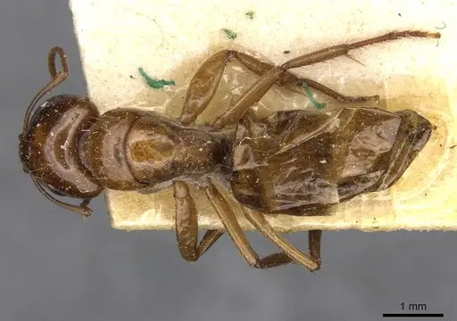 Camponotus sponsorum - CASENT0910401