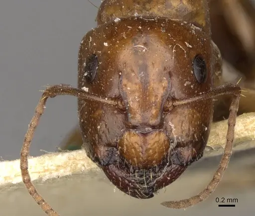 Camponotus sponsorum - CASENT0910401