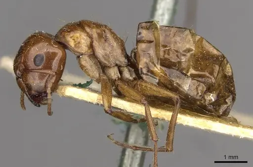 Camponotus sponsorum - CASENT0910401