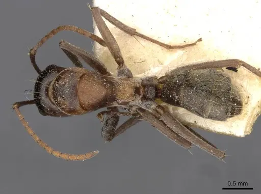 Camponotus sponsorum - CASENT0910402