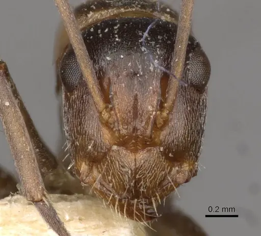 Camponotus sponsorum - CASENT0910402