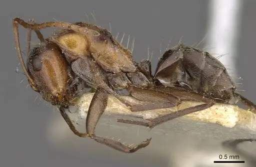 Camponotus sponsorum - CASENT0910402