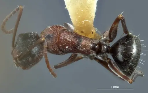 Camponotus sponsorum - JDM32-001371