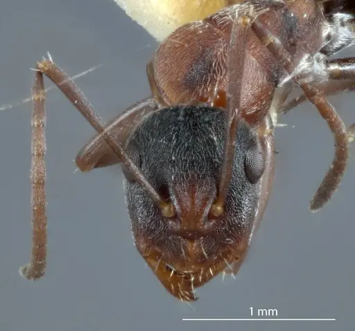 Camponotus sponsorum - JDM32-001371