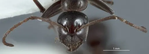 Camponotus sponsorum - JDM32-001374