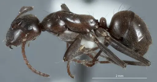 Camponotus sponsorum - JDM32-001374