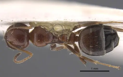 Camponotus staryi specimen