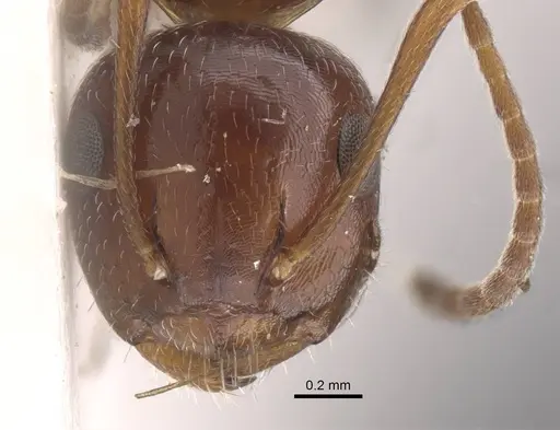 Camponotus staryi specimen