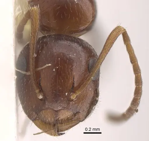 Camponotus staryi specimen