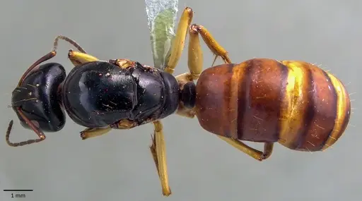 Camponotus stefani specimen