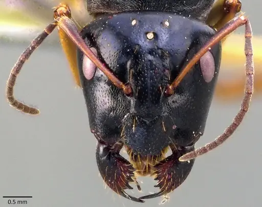 Camponotus stefani specimen