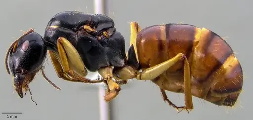 Camponotus stefani specimen