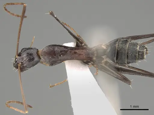 Camponotus stefani - CASENT0887725