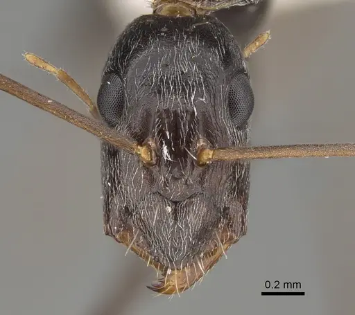 Camponotus stefani - CASENT0887725