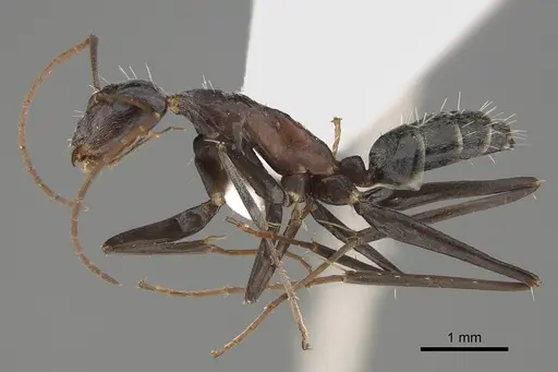 Camponotus stefani - CASENT0887725