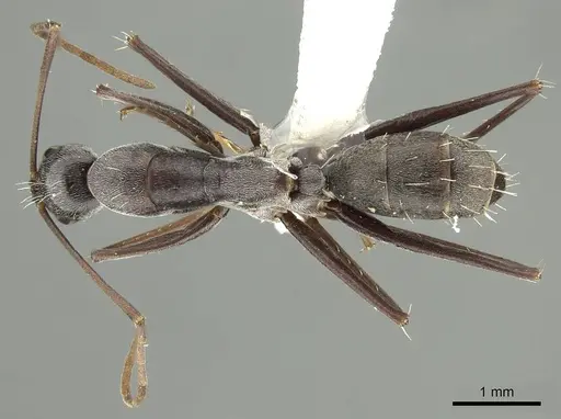 Camponotus stefani - CASENT0915772
