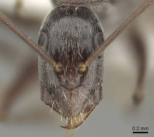 Camponotus stefani - CASENT0915772