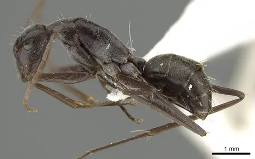 Camponotus stefani - CASENT0915772