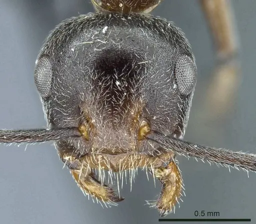 Camponotus stefanschoedli specimen