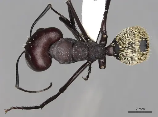 Camponotus storeatus specimen