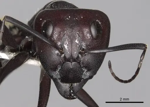 Camponotus storeatus specimen