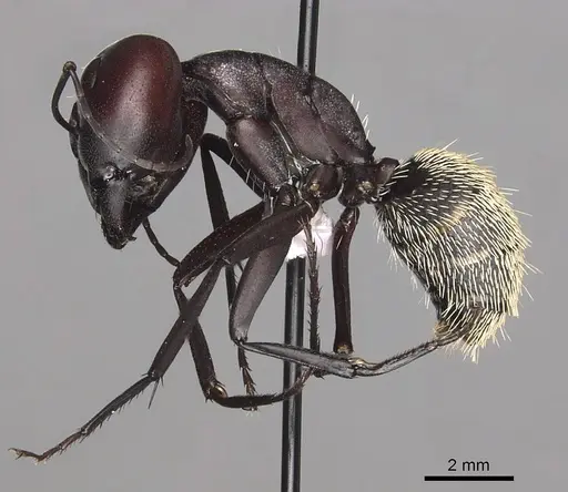 Camponotus storeatus specimen