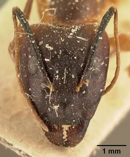 Camponotus strangulatus specimen