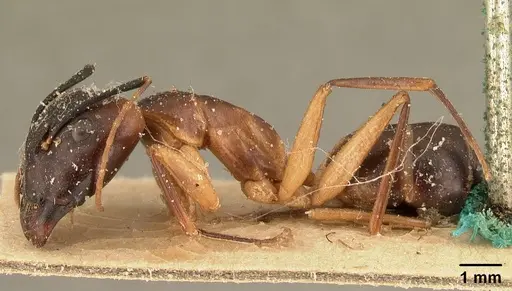 Camponotus strangulatus specimen