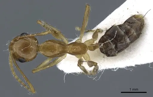 Camponotus striatipes specimen