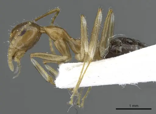 Camponotus striatipes specimen