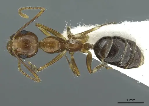 Camponotus striatipes - CASENT0911646