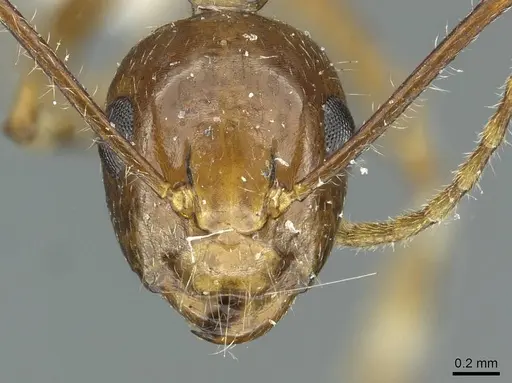 Camponotus striatipes - CASENT0911646