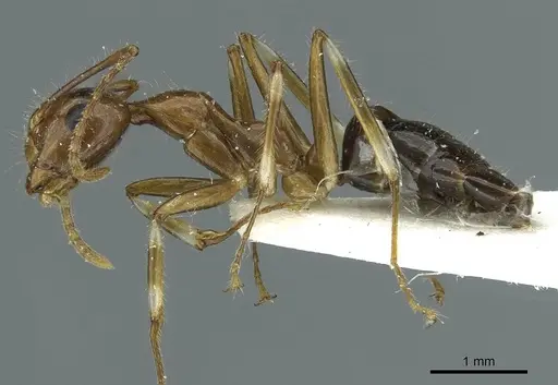 Camponotus striatipes - CASENT0911646