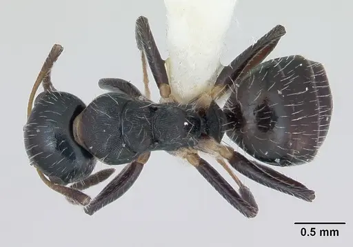 Camponotus striatus specimen